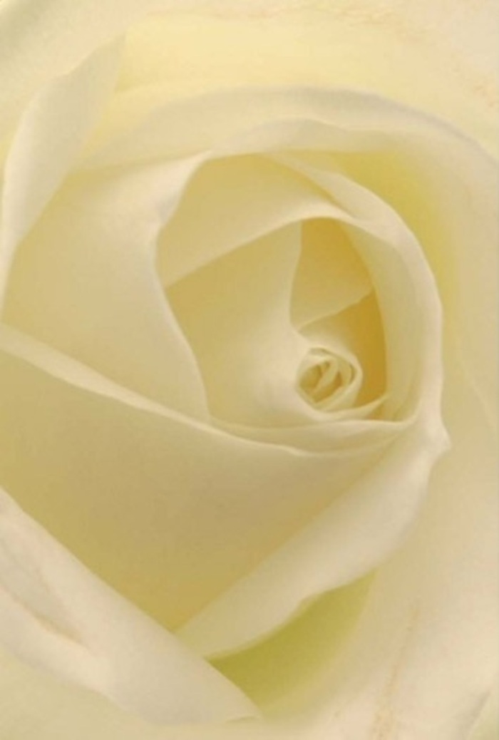 Up close, this classic Marylebone white rose unfolds in a mesmerizing arrangement of soft ivory and gentle cream, a testament to the elegant simplicity favoured by those who live and love along Wimpole Street. Each petal is masterfully placed, spiraling gracefully towards the centre as if sheltering a quiet secret. The entire bloom radiates subtle sophistication-the light, diffused as though on a cloudy day in Portman Square, filters across each layered edge, producing a cool, calming glow. The nearly translucent outer petals delicately frame the rose, whispering of both vulnerability and grace. As a florist serving Marylebone, I often see this timeless rose chosen for moments requiring heartfelt apology, enduring love, or dignified recognition. Its gentle, fresh scent fills the air with tranquility, elevating any setting, whether it's a wedding breakfast on Dorset Street or a comforting tribute at a local chapel. Every detail, from the creamy hue to the soft interplay of shadow, reflects the care and artistry that define Marylebone Flowers' approach-ensuring each bouquet tells its own unique, local story.